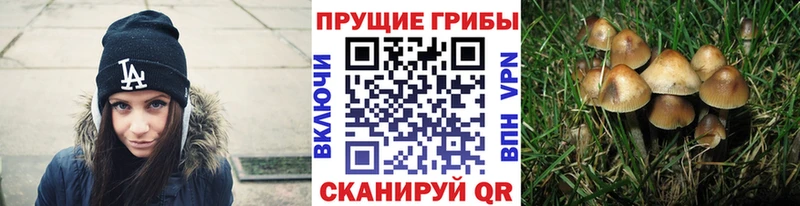 как найти   Солнечногорск  Галлюциногенные грибы мицелий 